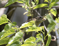 Rose breasted Grosbeak 1358